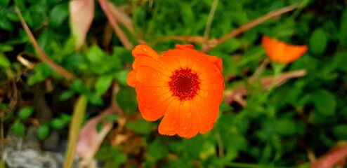 yellow flower in the garden