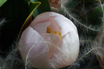 Unopened bud pink peony flowers extremely close-up on gray backdrop, selective focus.