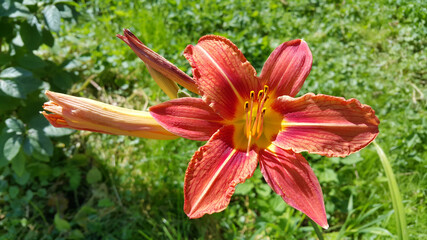 Fototapety na wymiar - Fototapeta24.pl