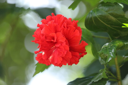 Red hibiscus flower in the garden