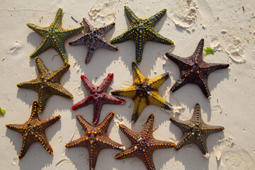 Fototapeta na wymiar Colorful starfishes on the beach