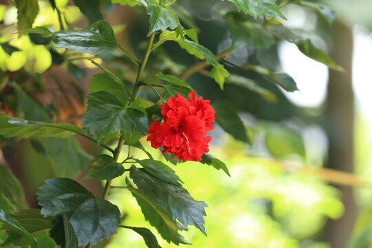 Red hibiscus flower in the garden