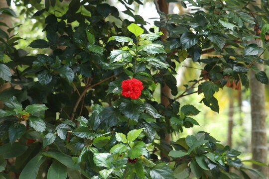 Red hibiscus flower in the garden