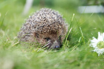 Little cute hedgehog 