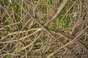 green grass background