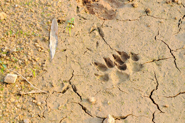 Animal footprints on a muddy river.