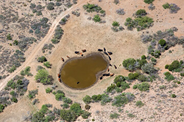 Cattle at Watering Hole