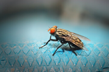 Close-up of a fly that smells food waste