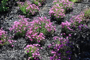 Obraz premium Beautiful flowers in the landscaped area