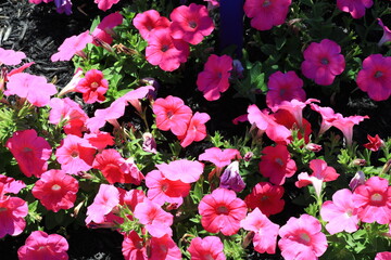 Colorful pink flowers