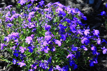 Purple spring annual flowers, full frame