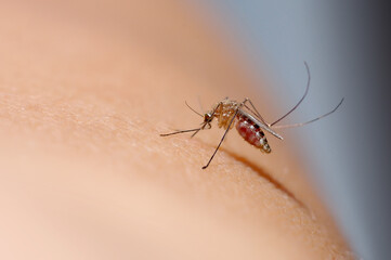 Close up of mosquito sucking blood on human skin, Mosquito is carrier of Malaria/ Encephalitis/ Dengue/ Zika virus - obrazy, fototapety, plakaty
