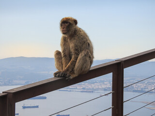 Barbary macaque in Gibraltar sitting on a porch. 