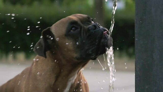 Dog drinking water from park water fountain stream - slowmotion 240 fps