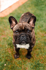 Fototapeta premium French Bulldog Portrait 6