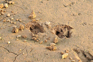 Animal footprints on a muddy river.