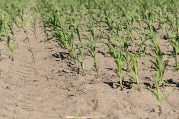 corn plants just sprung from the ground, dry, arid cornfield, plantation of the cob