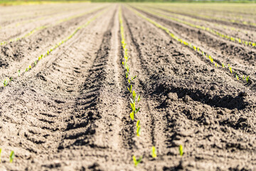 corn plants just sprung from the ground 