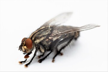 macro close up of fly