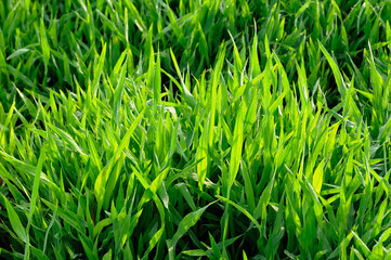 Grass and morning sunlight/ background