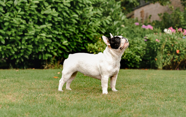 French Bulldog: standing 
