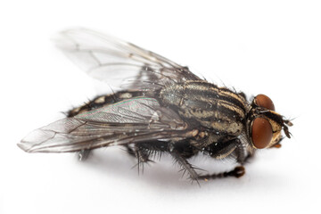 macro close up of fly