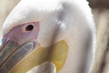 Kolorowa głowa pelikana na rozmytym tle. - obrazy, fototapety, plakaty