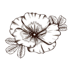 Vintage style rosehip flower graphic decoration 300 dpi digital illustration