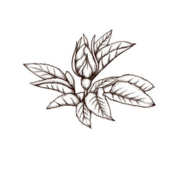 Vintage style rosehip flower graphic decor 300 dpi digital art