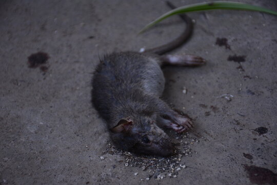 mice die on the highway