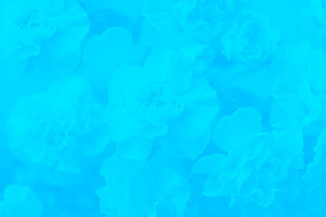 Fototapeta na wymiar Floral blue aquamarine background, carnation flowers pattern