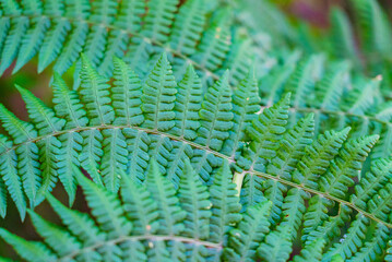 Closeup of fern leaves with soft focus on a sunny day.
