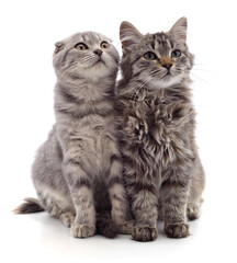 Obraz premium Two gray cats.