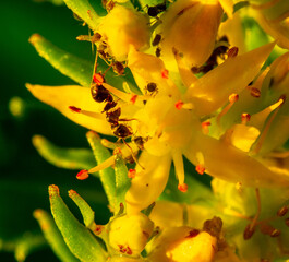 Obraz premium Ants collect milk from the golden root flowers, intended for their nutrition.