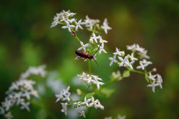 Red beetle on white wildflowers in the forest.