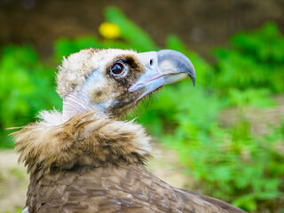 closeup portrait of a cinereous vulture, Aegypius monachus, that is a large raptorial bird