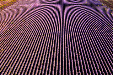 Aerial view from drone of an amazing lavender field in rows.