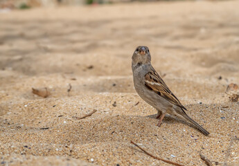 cute little sparrow looking for food seeds on the beach.