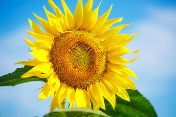 yellow sunflower against a blue sky with clouds,