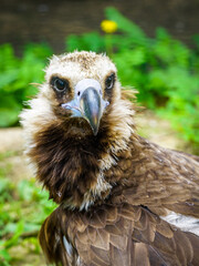 closeup portrait of a cinereous vulture, Aegypius monachus, that is a large raptorial bird