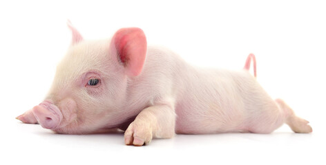 Pig on white © olhastock