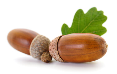 Oak acorns with leaf.