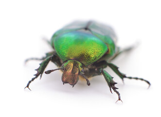 Green beetle isolated.