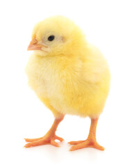 Small yellow chicken