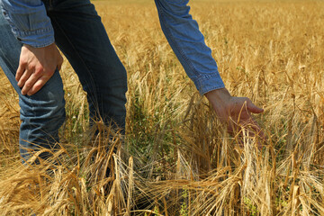 Young man in barley field. Agriculture business