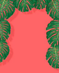 Fototapeta na wymiar Tropical leaves monstera and philodendron on pink color background minimal summer