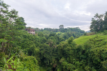 Fototapeta na wymiar Lush jungle at Bali