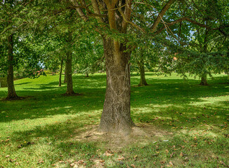 tree and love