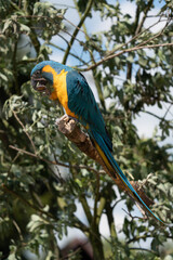 Portrait colorful Macaw parrot on a branch. This is a bird that is domesticated and raised in the home as a friend