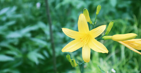 Yellow lily flowers on a green background. Summer concept. Selective focus.
